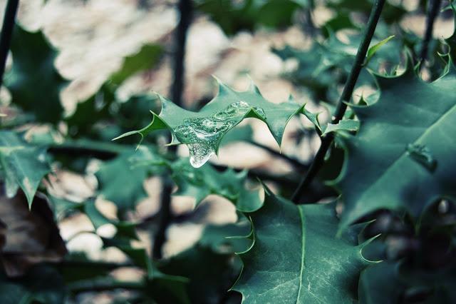 Promenons-nous dans les bois