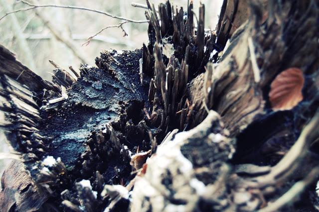 Promenons-nous dans les bois