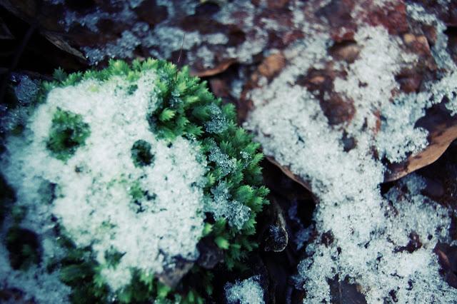 Promenons-nous dans les bois