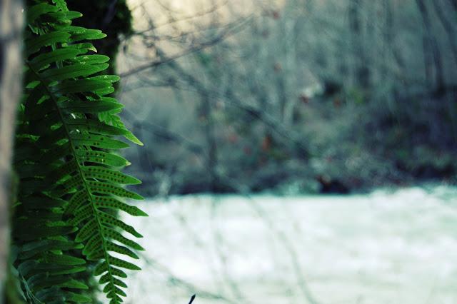 Promenons-nous dans les bois