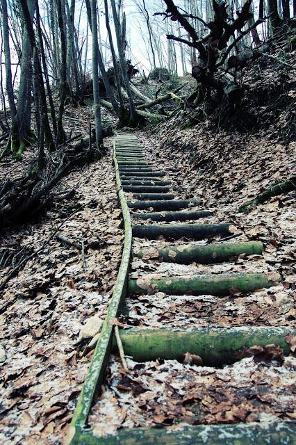 Promenons-nous dans les bois