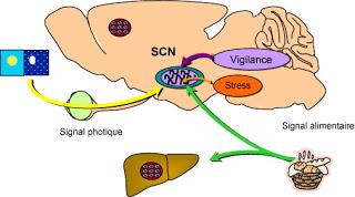 Connexion du métabolisme cellulaire aux horloges biologiques internes