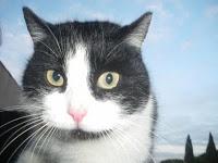 Ca sent la chatte... Ca sent la chatte...