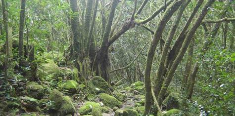 Forêt île de la Réunion