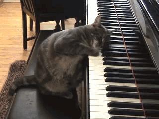 chat-boure-au-piano