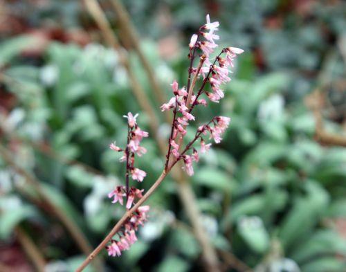 a abeliophyllum veneux 23 fev 2011 007.jpg