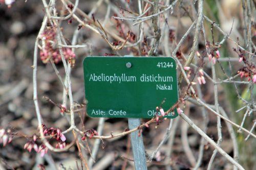 4 abeliophyllum paris 2 fév 2013 044.jpg