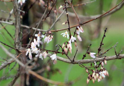 3 abeliophyllum paris 2 fév 2013 044 (2).jpg