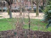 Abeliophyllum distichum