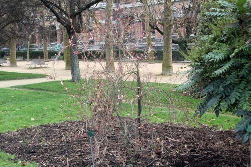 1 abeliophyllum paris 2 fév 2013 044 (1).jpg