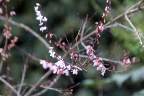 2 abeliophyllum paris 2 fév 2013 044 (3).jpg