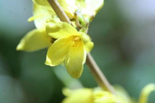 forsythia veneux 22 mars 045.jpg