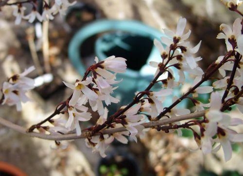 c abeliophyllum 11 fev 002.jpg