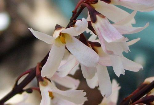 e abeliophyllum fl 11 fev 002.jpg