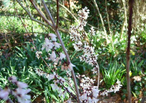 b abeliophyllum 10 fev 074.jpg