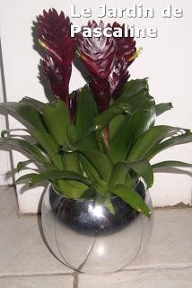 GUZMANIA