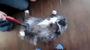 429- Les feux de l'amour aspirateur-a-chats