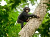 Disneynature Chimpanzés Découvrez l’une premières scènes film très jazzy