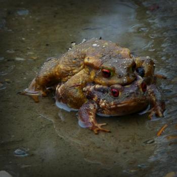 couple crapauds