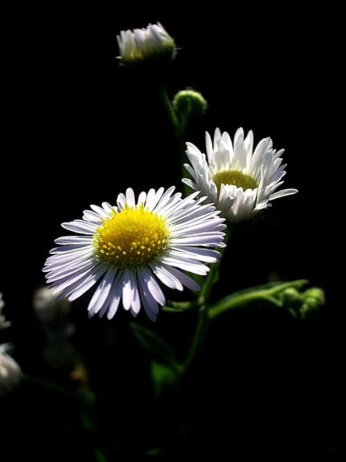 PHOTO MINIMALISTE FLEUR