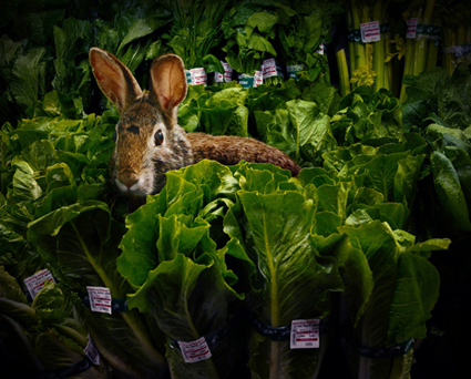 Garden Fresh, Agan Harahap