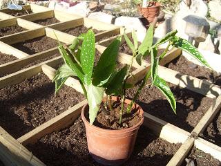 Bouture de bégonia maculata