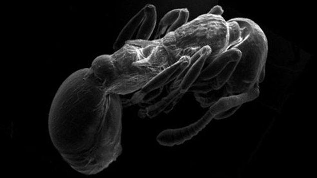 La fourmi « parle » dès le stade de nymphe
