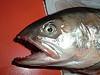 Le saumon mutant, nouvel avatar de la consommation alimentaire aux USA…