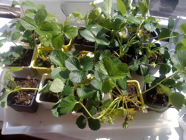 Les aventures potagères 2012...