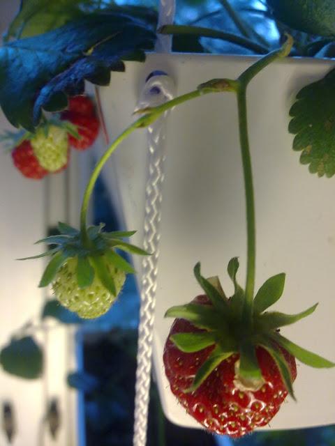 Les aventures potagères 2012...