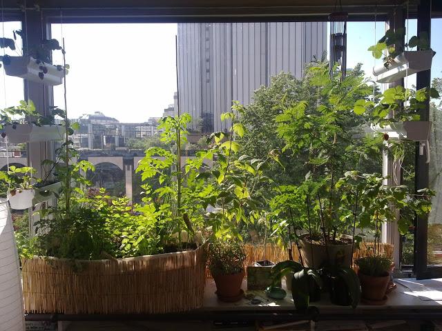 Les aventures potagères 2012... Les aventures potagères 2012...