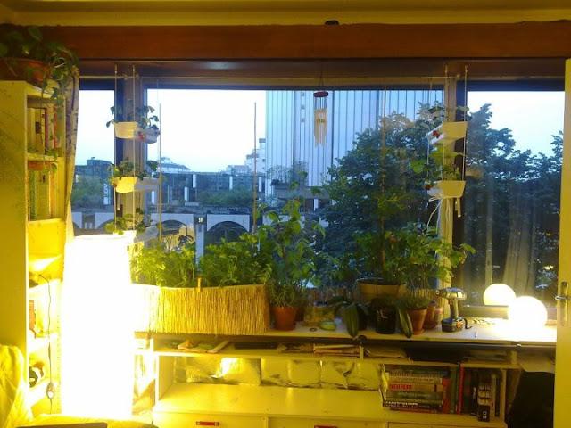 Les aventures potagères 2012...