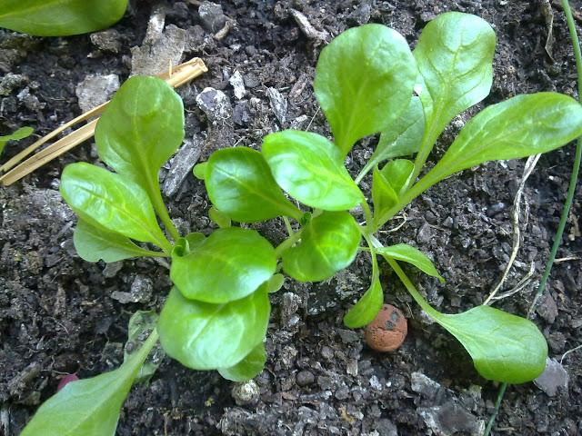 Les aventures potagères 2012...