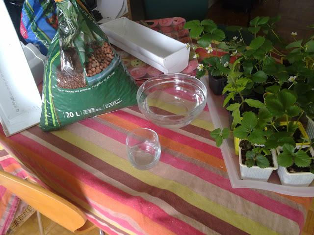 Les aventures potagères 2012...