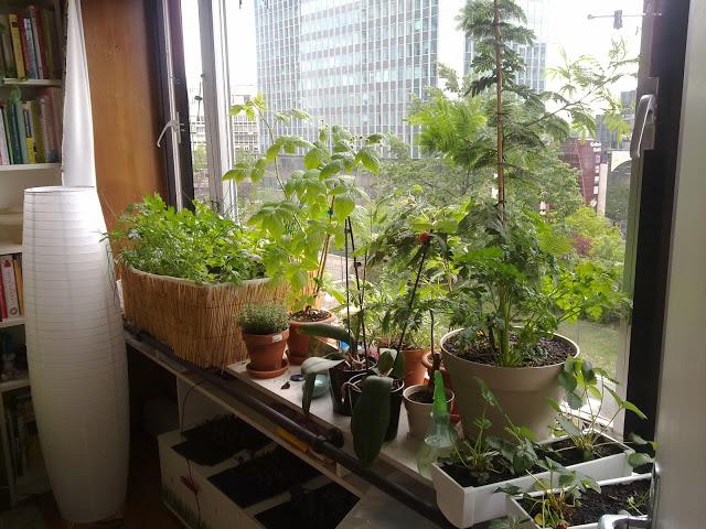 Les aventures potagères 2012...