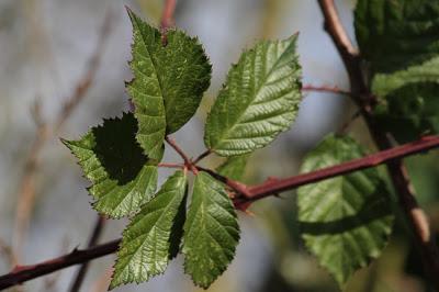 Bruley, sur la Côte