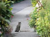 Gacilly encore village fleuri