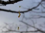 Viscum album, embryons