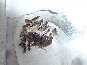 registre Majesté (élevage fourmis)... février 2013...