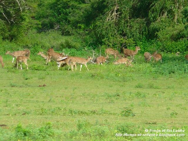 Le parc national de Yala #3 : ses mammifères semi-originaux !