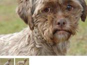 PHOTO. Insolite: Tonik, petit chien visage humain