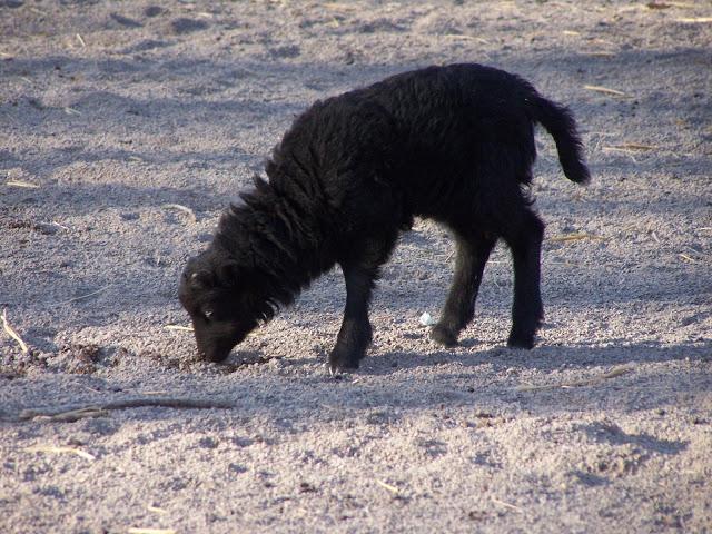 Un défilé d'animaux....