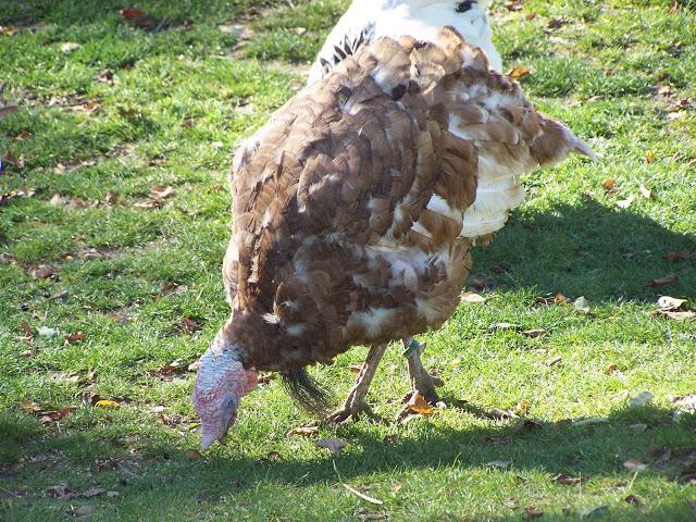 Un défilé d'animaux....