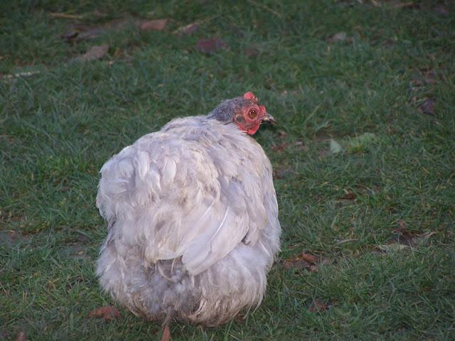 Un défilé d'animaux....