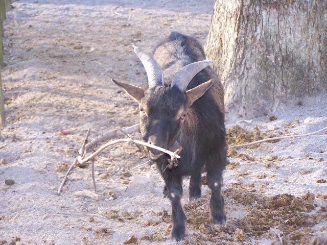 Un défilé d'animaux....