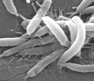 DIABÈTE et OBÉSITÉ: Helicobacter pylori, une vilaine bactérie aux vertus cachées – PLOS ONE