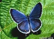 Production d’hydrogène inspiré par les ailes des papillons