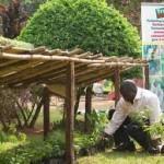 Les ventes de chaussures Del Rio London aident à la plantation d’arbre en Ouganda