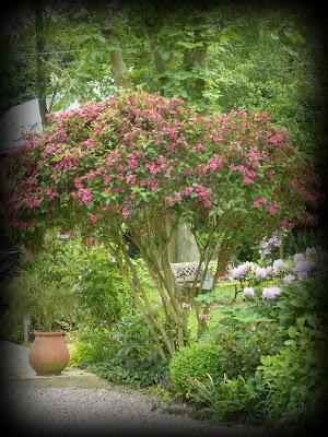Du rouge au jardin...