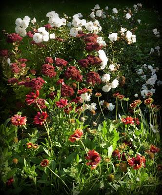 Du rouge au jardin...
